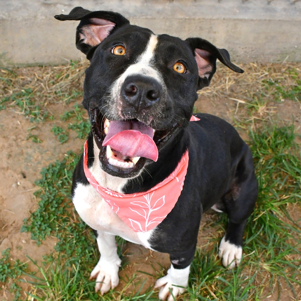 PEARL - Terrier / Pit Bull available for adoption