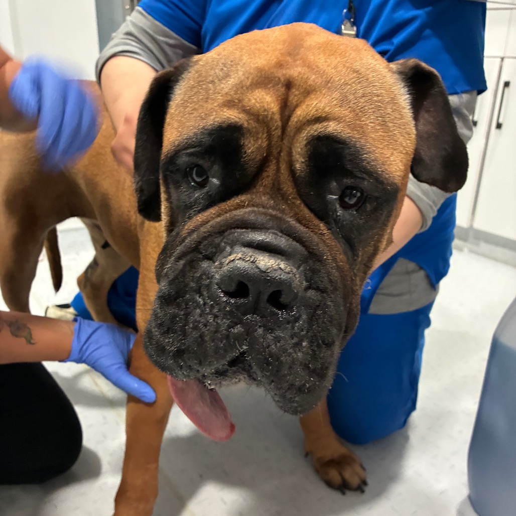 Mastiff