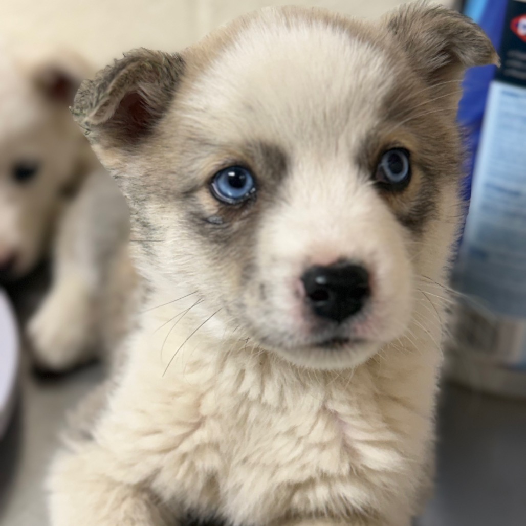 Jinu — thumbnail 4