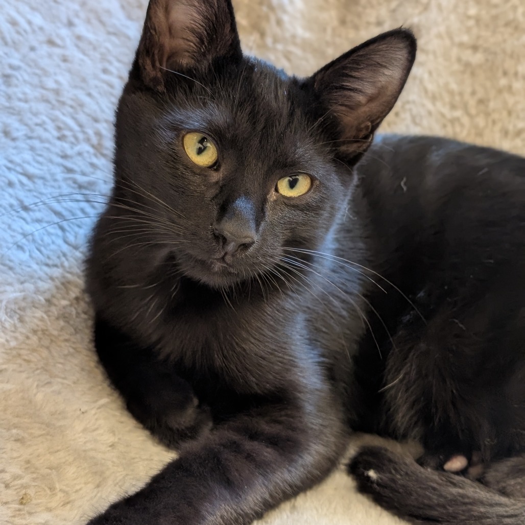 ROBONA - Domestic Shorthair available for adoption