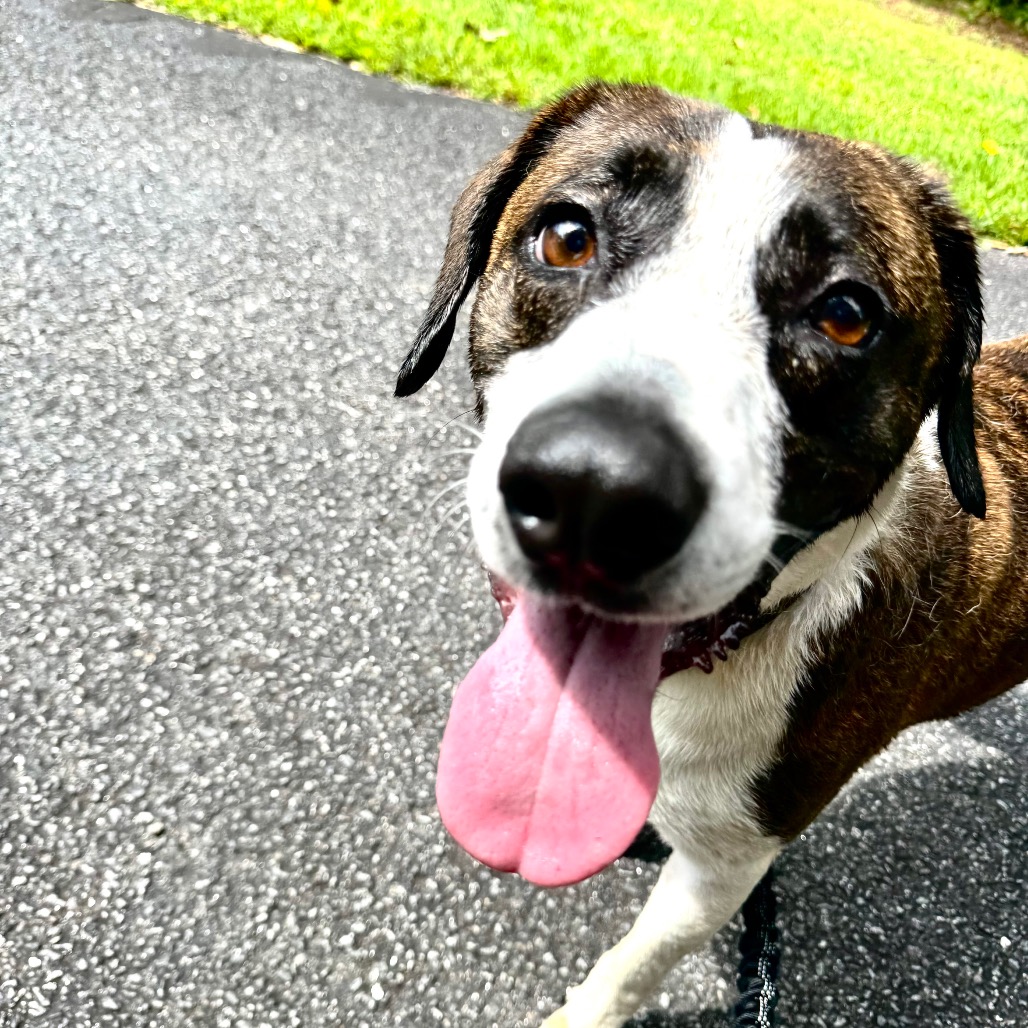 Izzy, photo 23