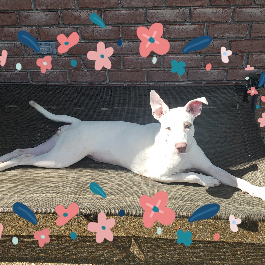 Sunny — thumbnail 8