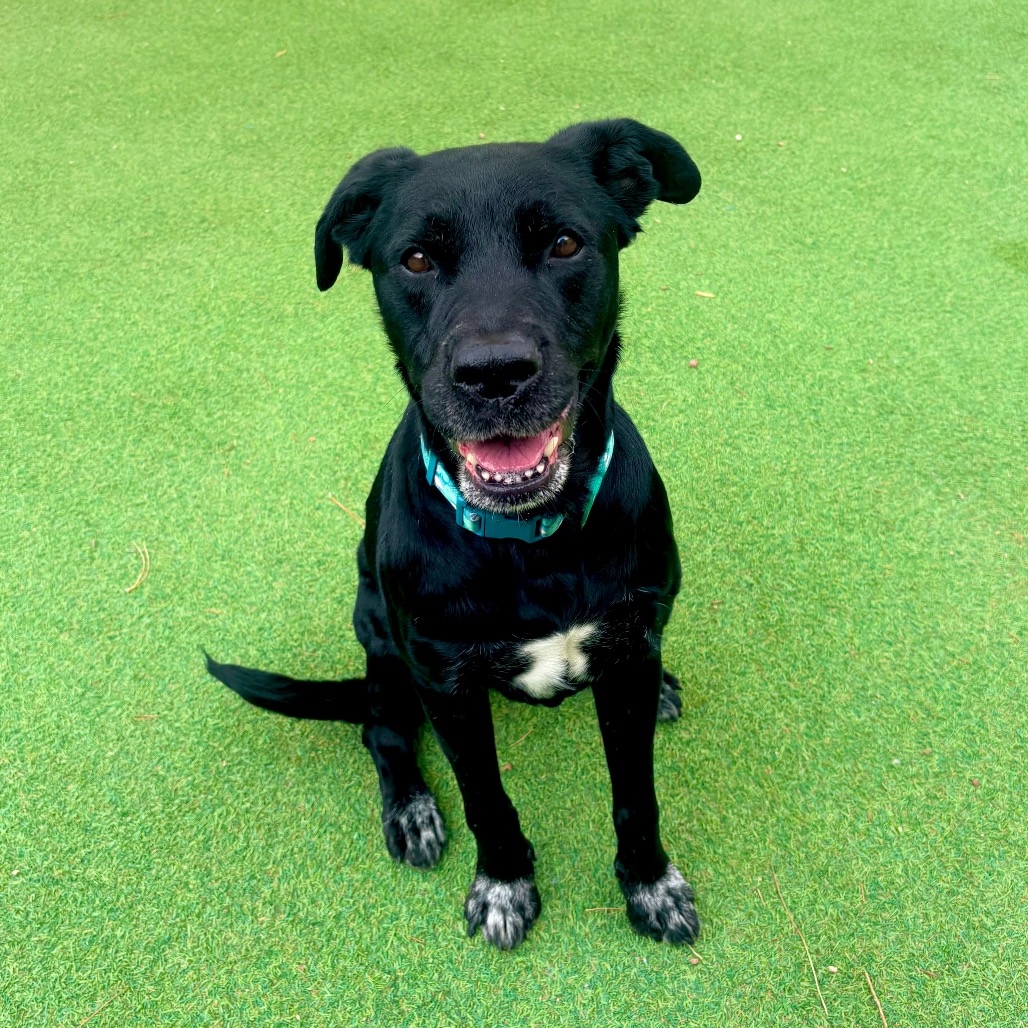OPHELIA - PAWS - Mixed Breed (Medium) available for adoption