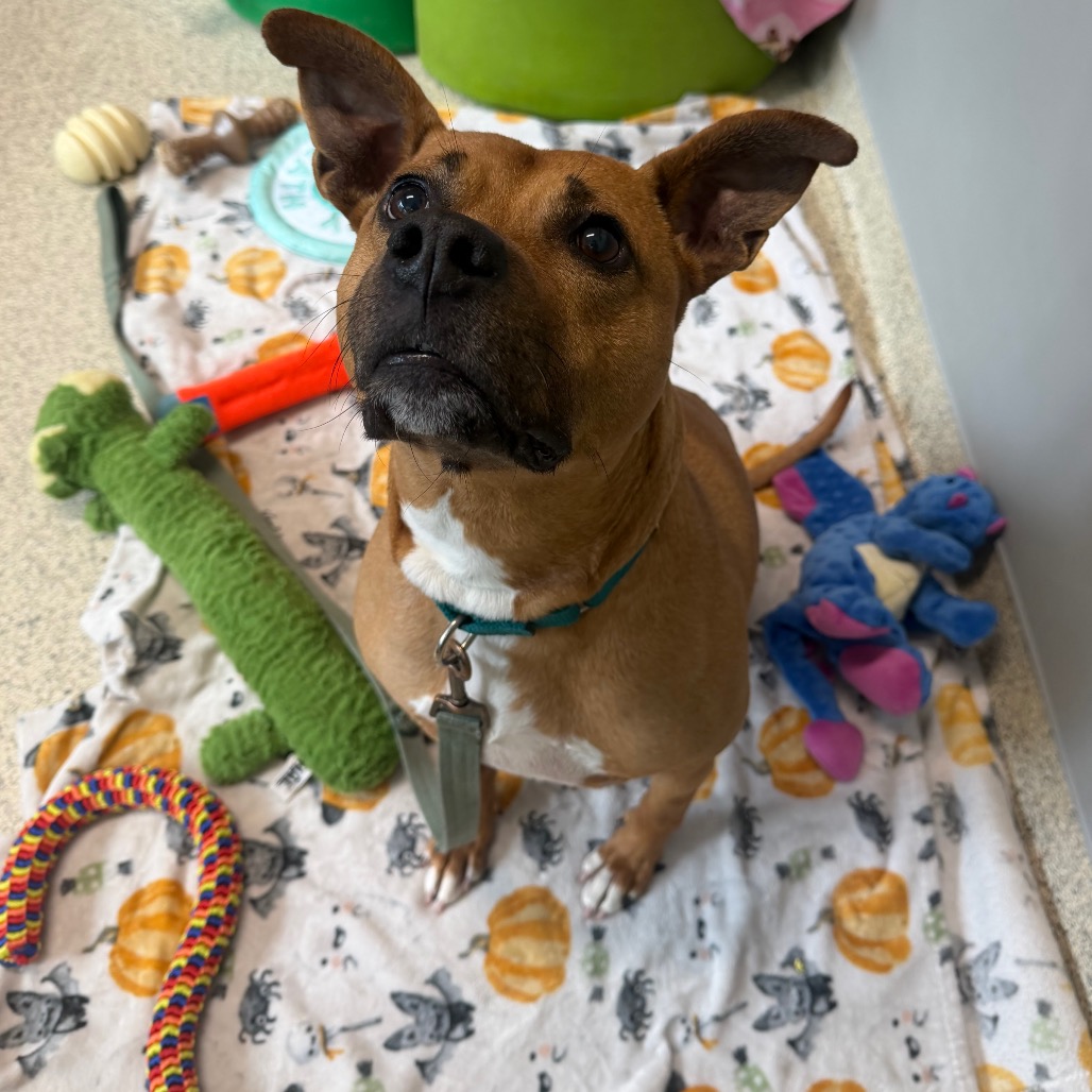 COPPER - Mixed Breed (Medium) for adoption in Jacksonville
