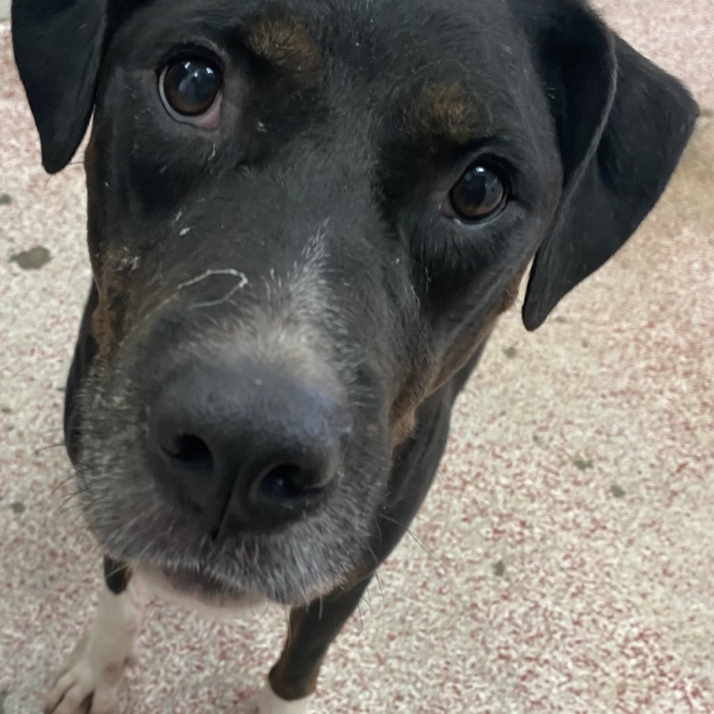 NYX - Retriever / Labrador available for adoption