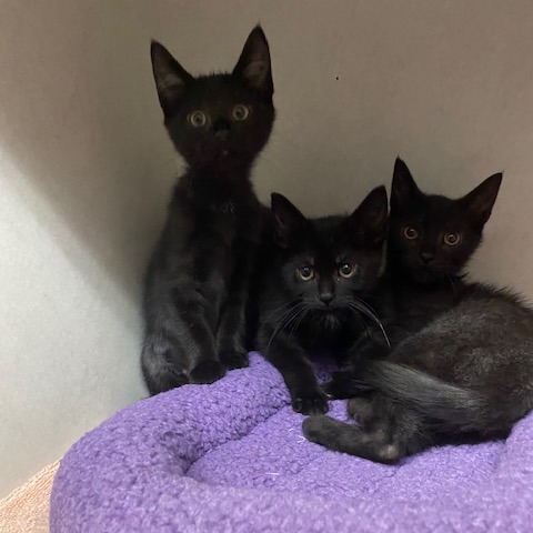 WYBIE - Domestic Shorthair available for adoption