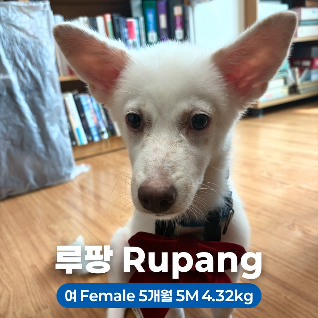 Rupang