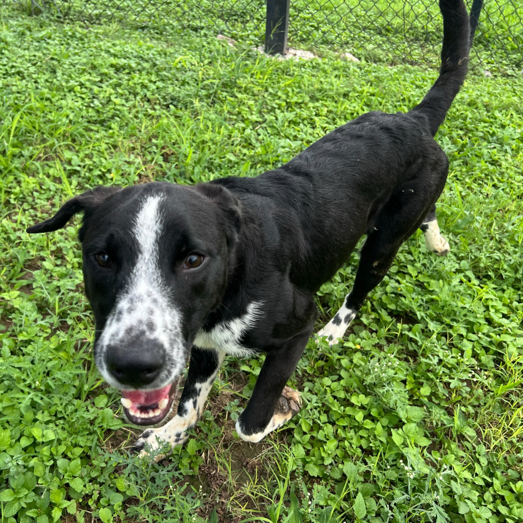 CREE - Shepherd for adoption in Edinburg