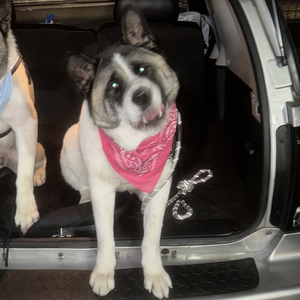 Gi Gi — thumbnail 2