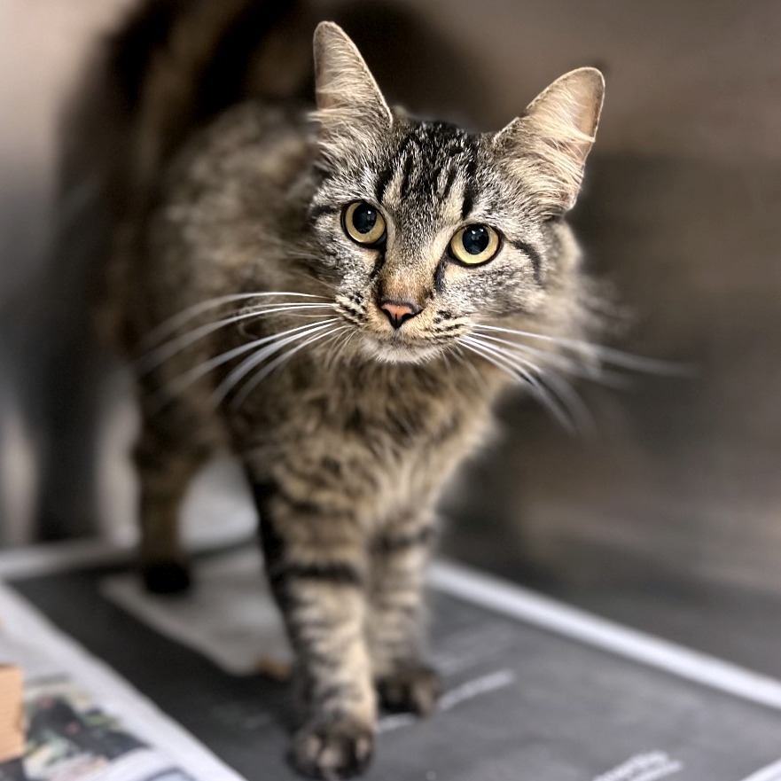 Short Stack — thumbnail 6