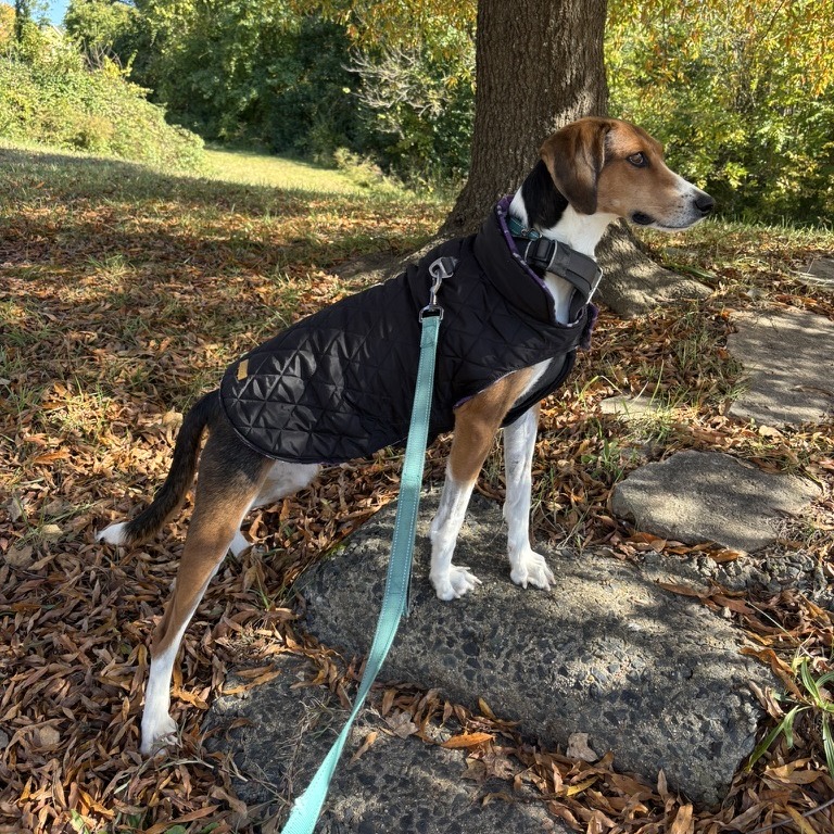 Fern — thumbnail 5