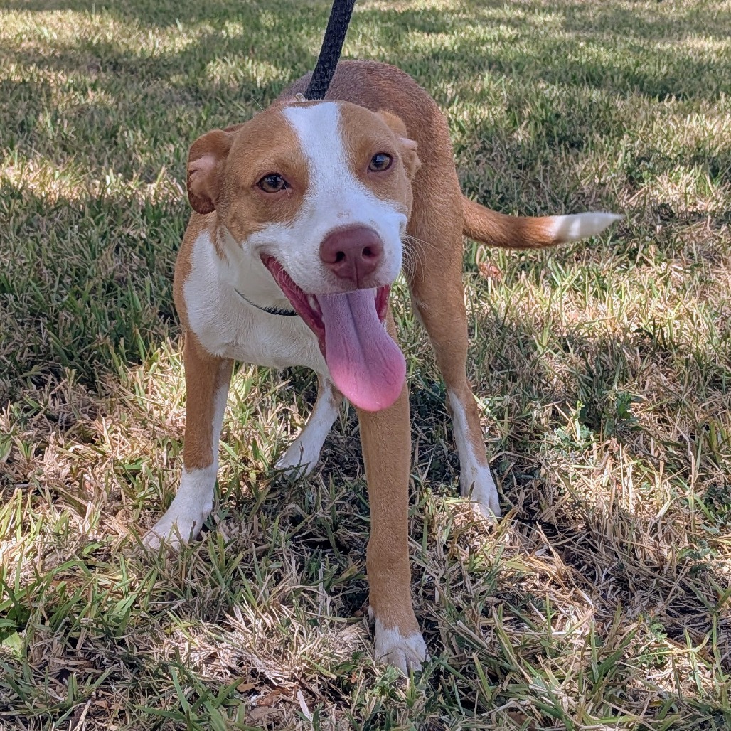 STRAWBERRY - Shepherd available for adoption