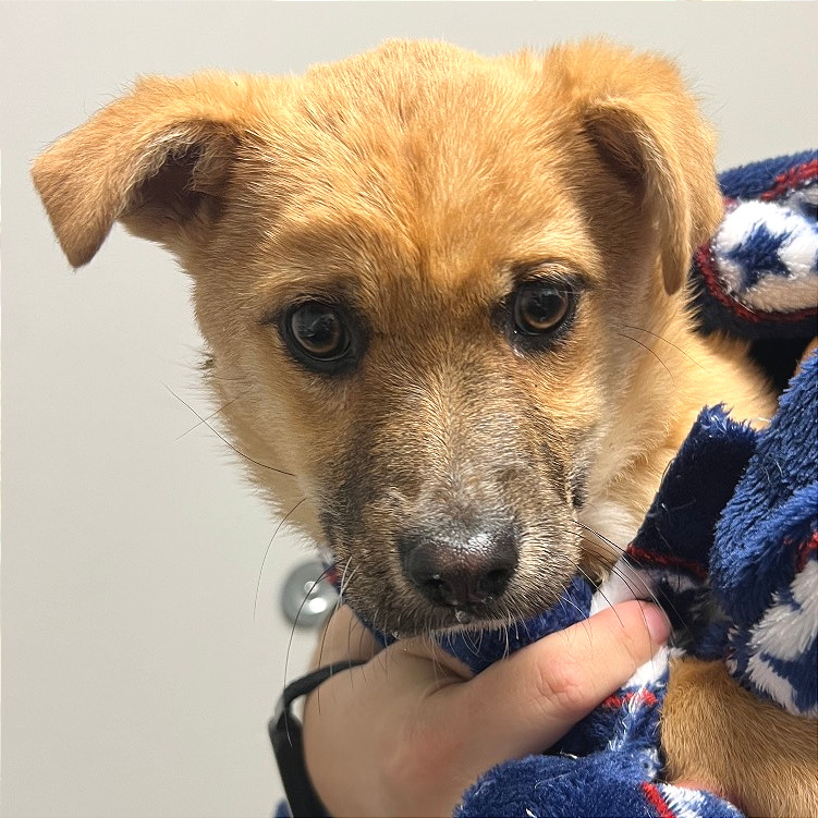 Charlie — thumbnail 8