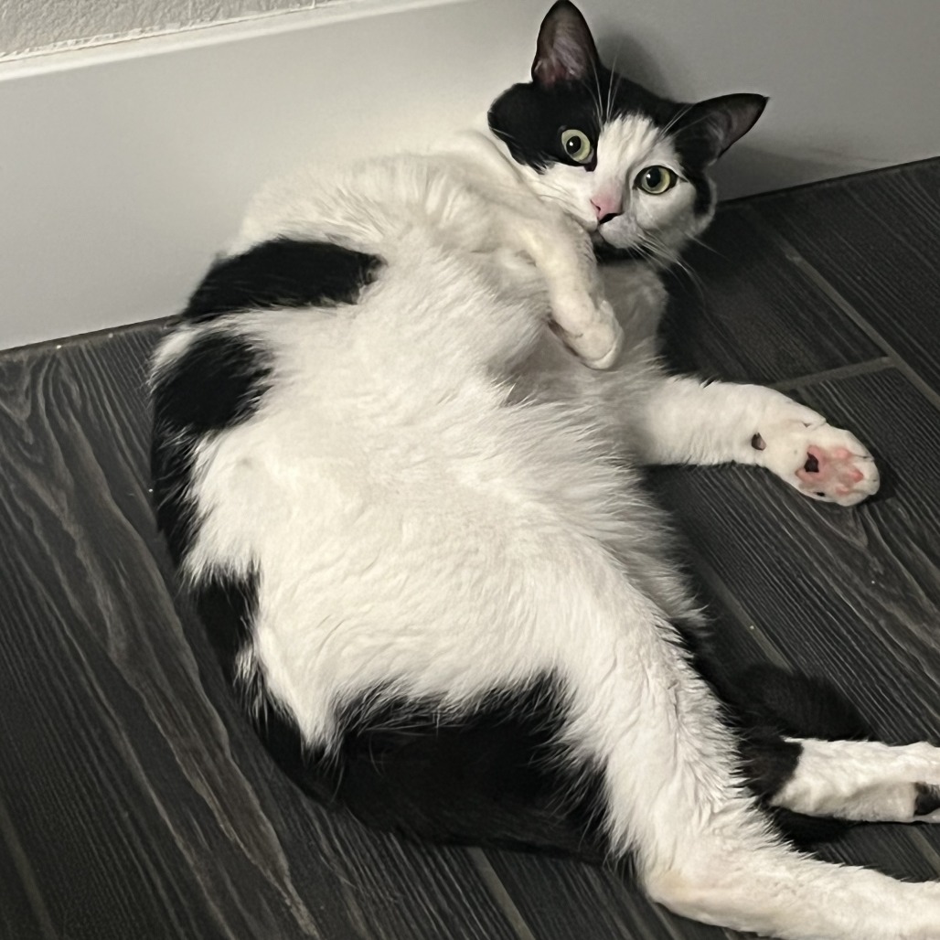 STEVIE - Domestic Shorthair available for adoption