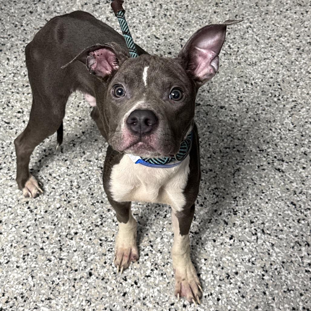 SHOPPING CART - Terrier, American Staffordshire / Mix available for adoption