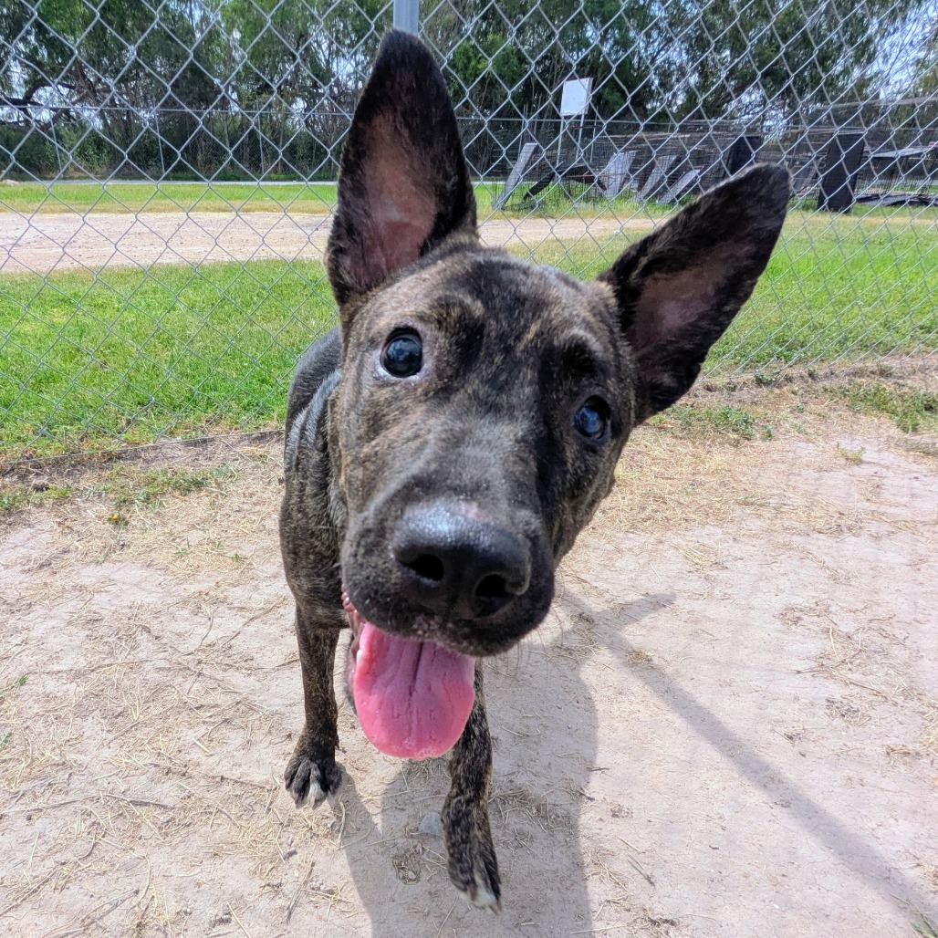 Tuna, available for adoption at PVAS