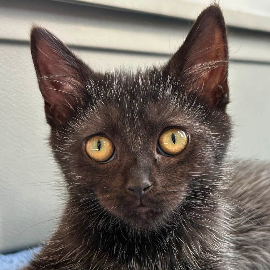 GREEN BEAN - Domestic Shorthair available for adoption