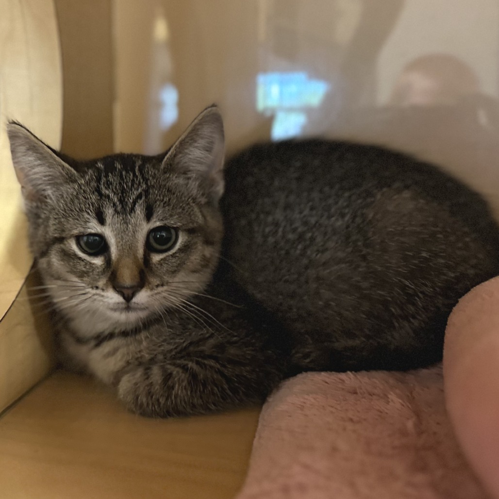 HALLIE - Domestic Shorthair available for adoption