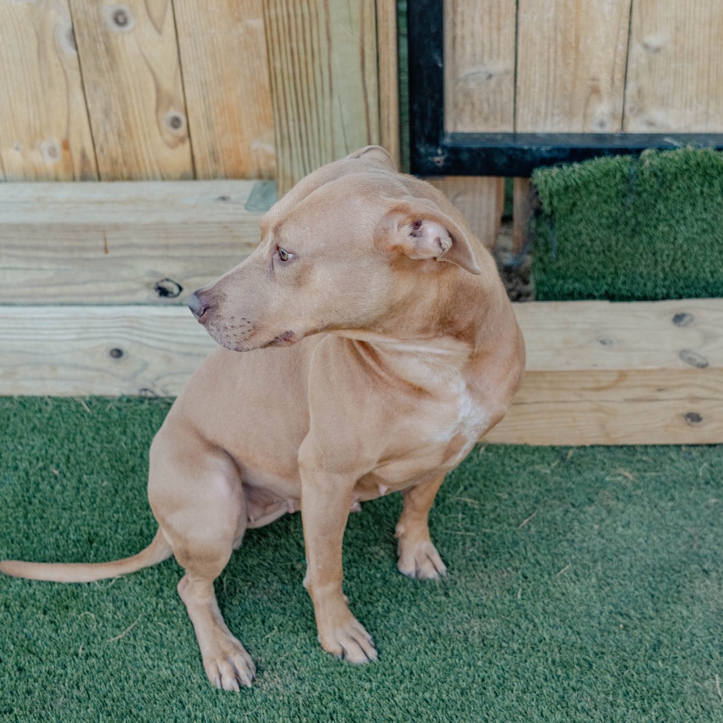 Hebe Magnolia (formerly Lil Mama), photo 12