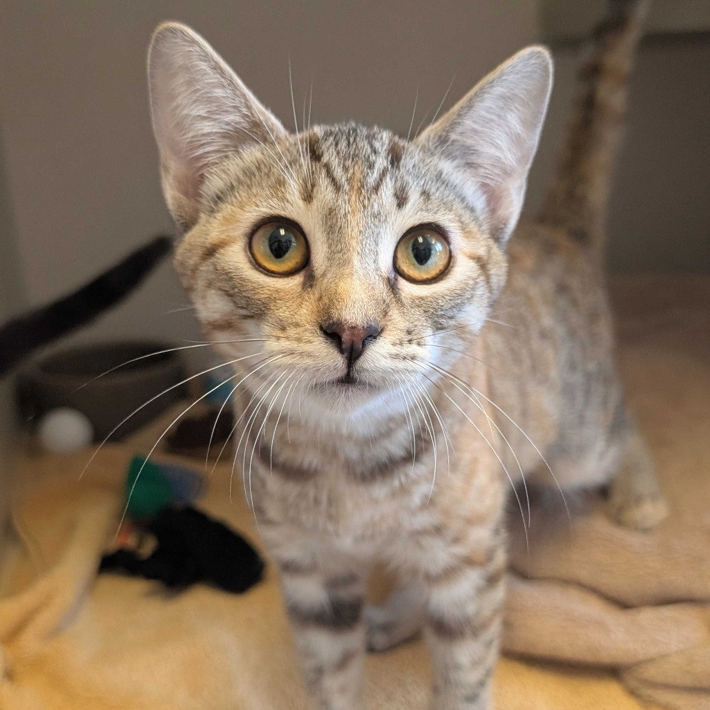 Stella - Domestic Shorthair
