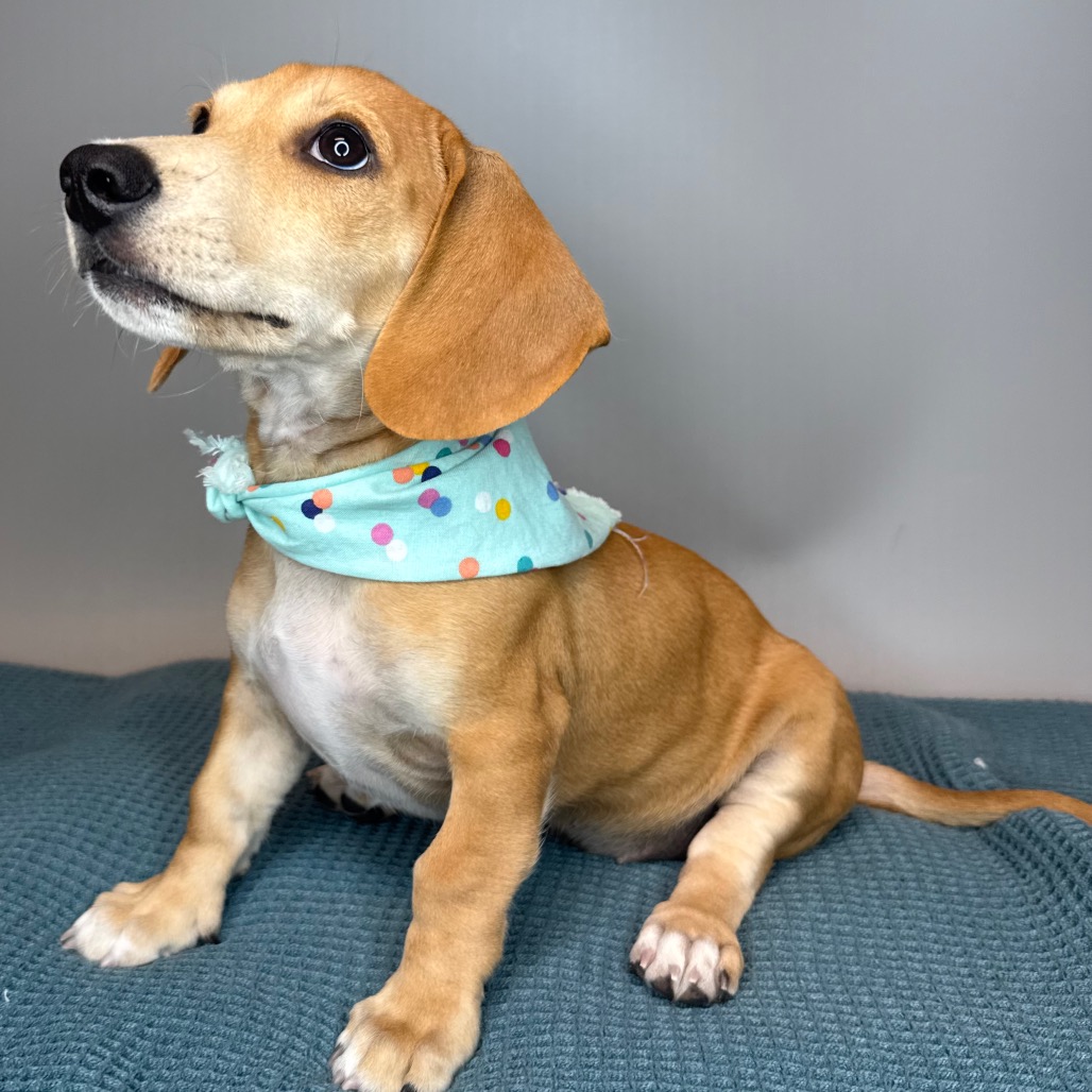 LILY - Dachshund, Miniature Smooth Haired / Beagle available for adoption