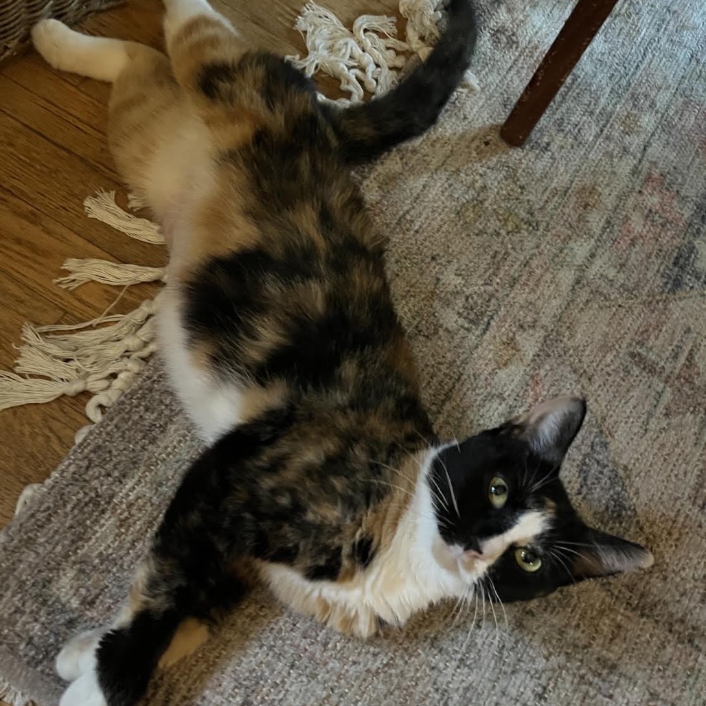 BEBE - Domestic Shorthair for adoption in Madison