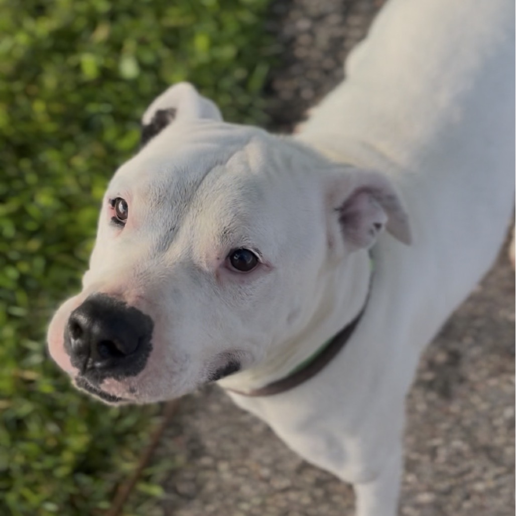 Hank