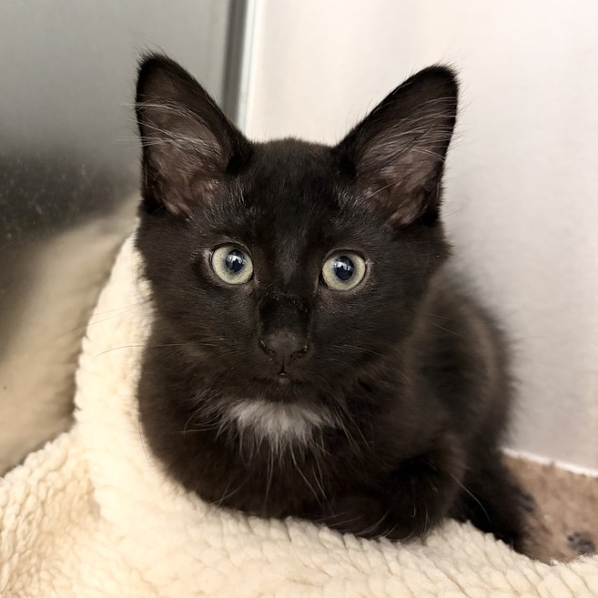 COWBOY - Domestic Medium Hair available for adoption