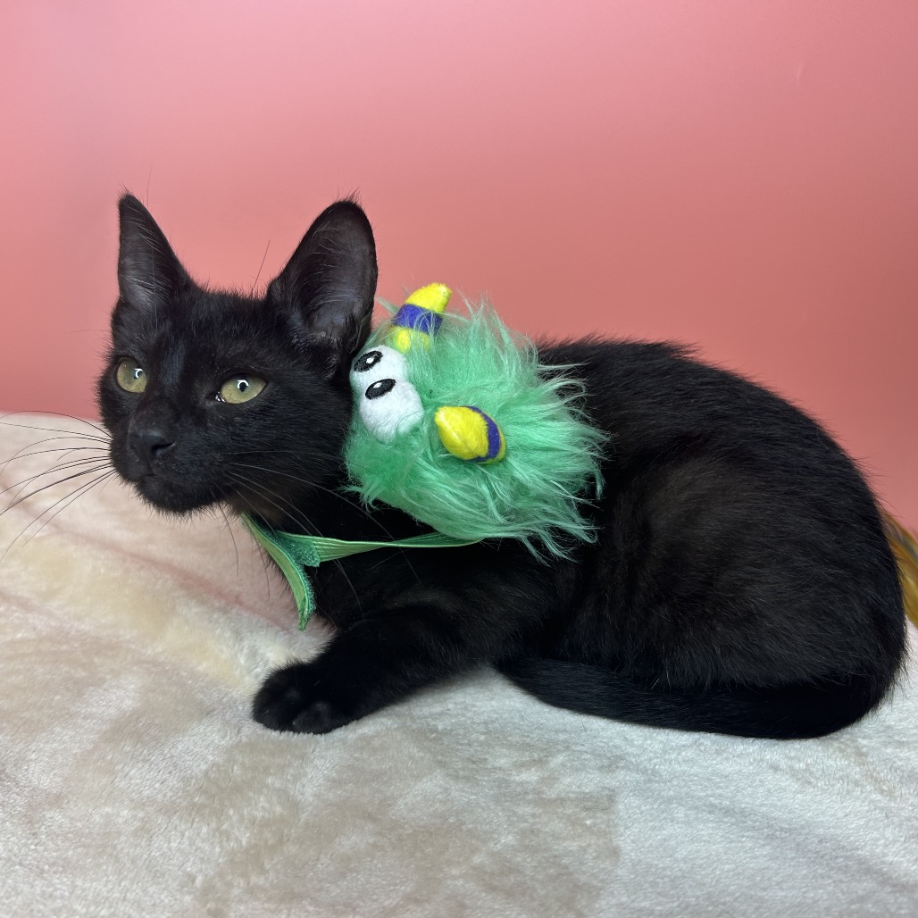 NYX - Domestic Shorthair available for adoption