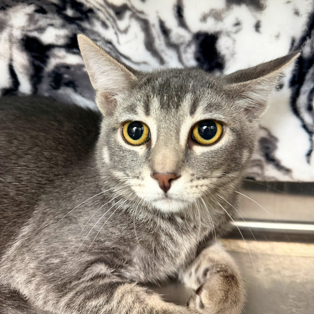 CAROL - Domestic Shorthair available for adoption