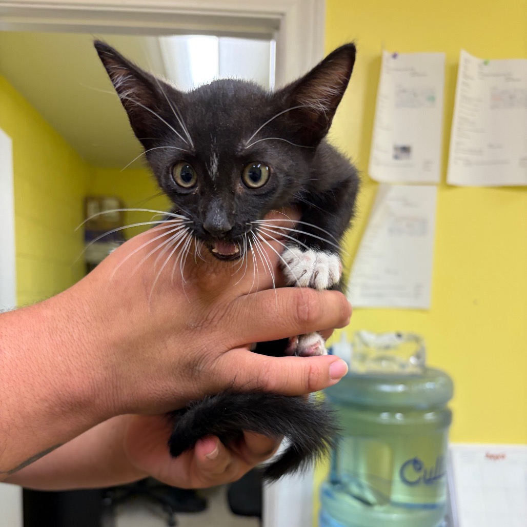 IGOR - Domestic Shorthair available for adoption