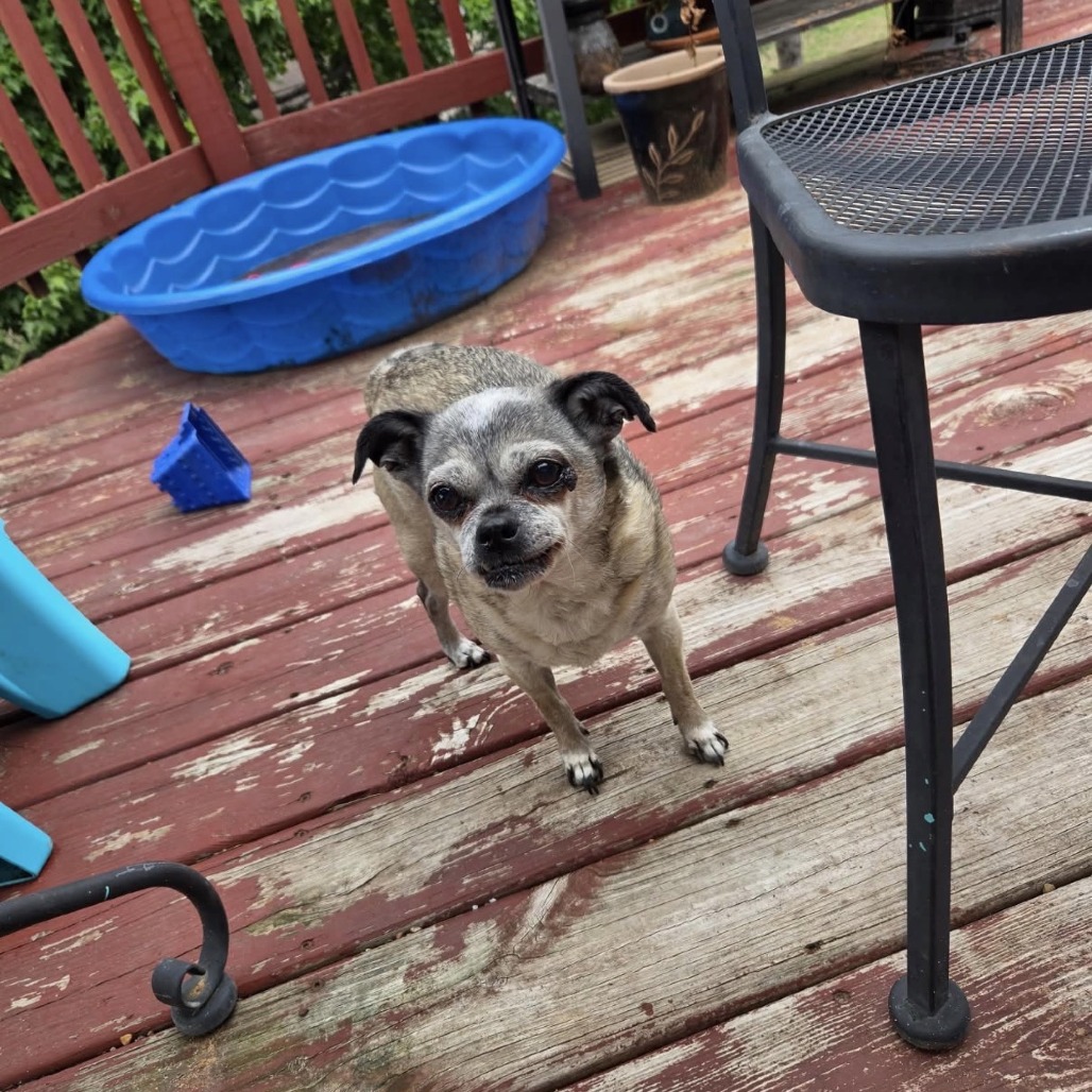Lucy, a Pug / Chihuahua