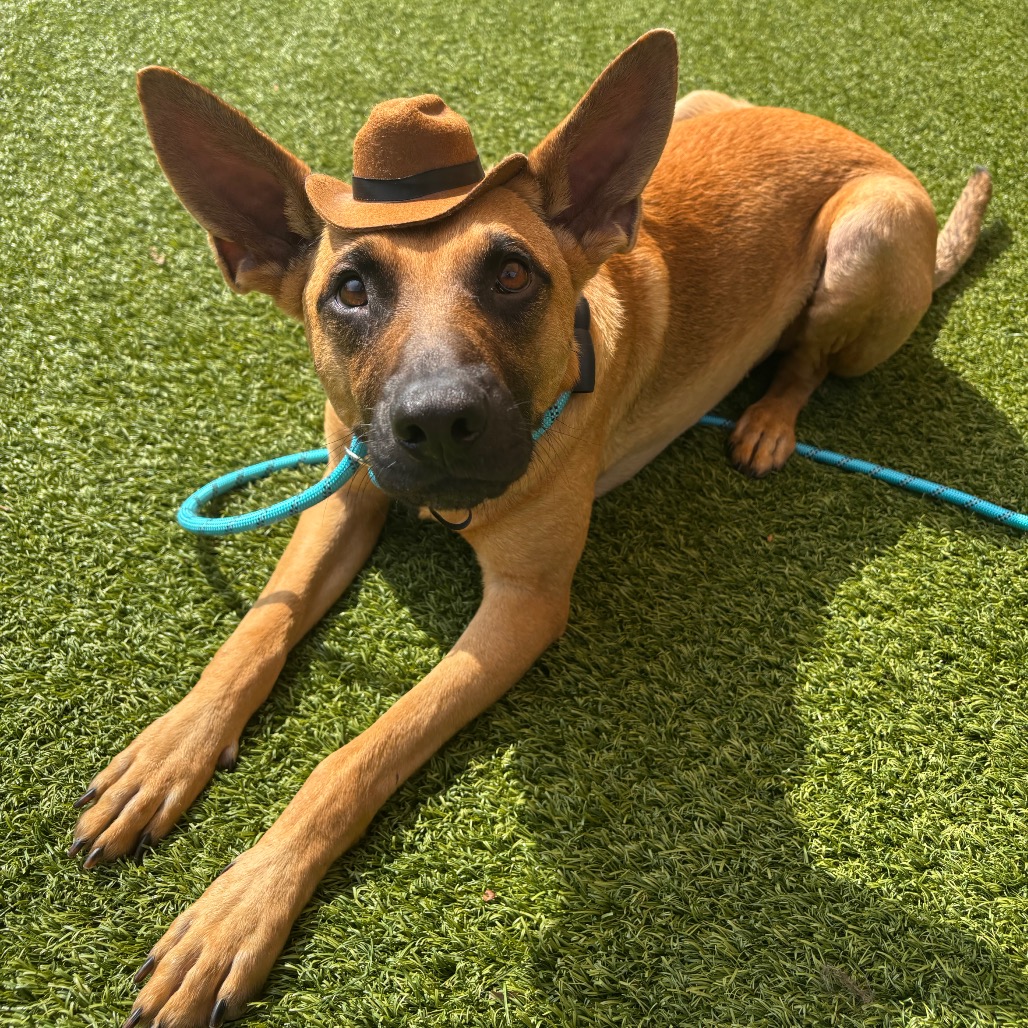 MONGO - Mixed Breed (Medium) available for adoption