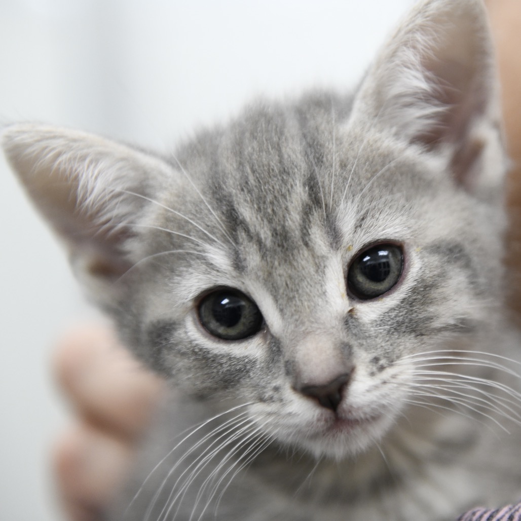 Trail - Domestic Shorthair