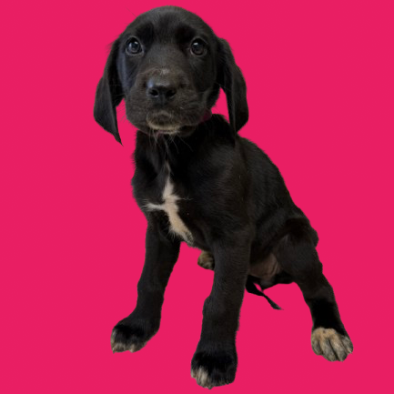 Tusc Stray 83015 2 3 4 5 6 7 8