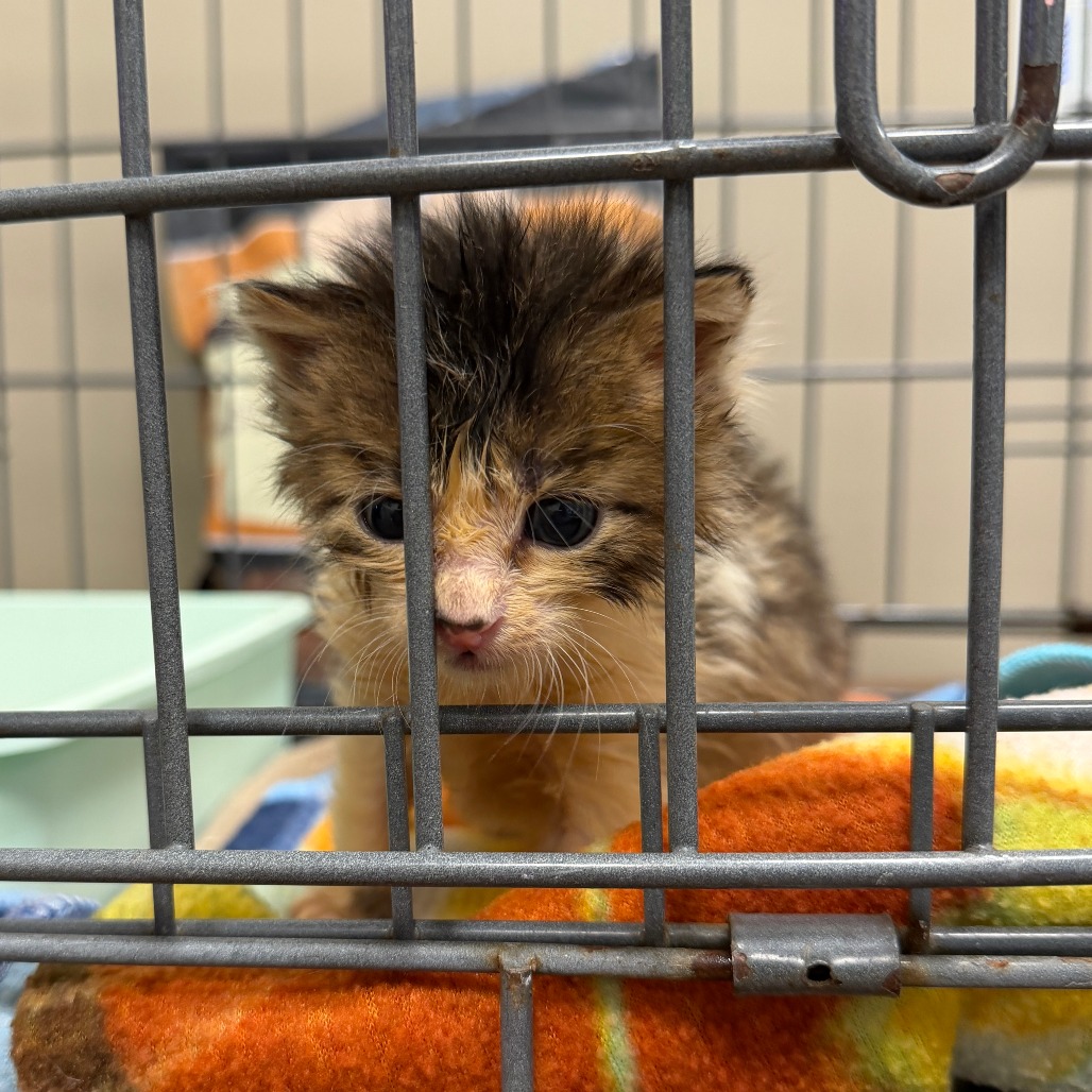 CHUCK - Domestic Medium Hair available for adoption