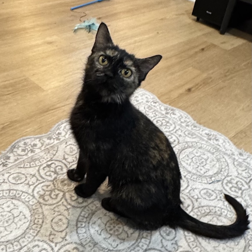 MAMA SPICE - American Shorthair / Domestic Shorthair for adoption in Silver Spring