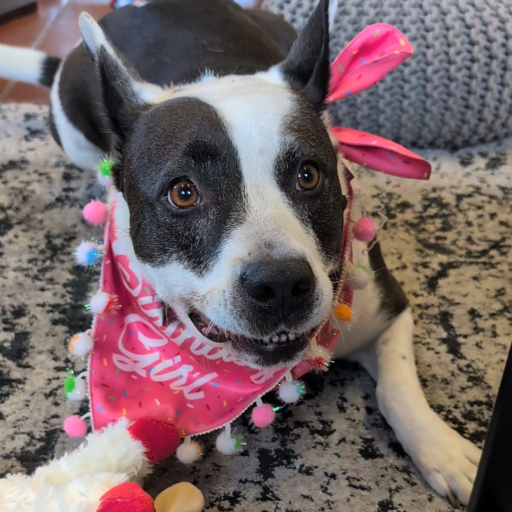 Bluebelle, additional photo