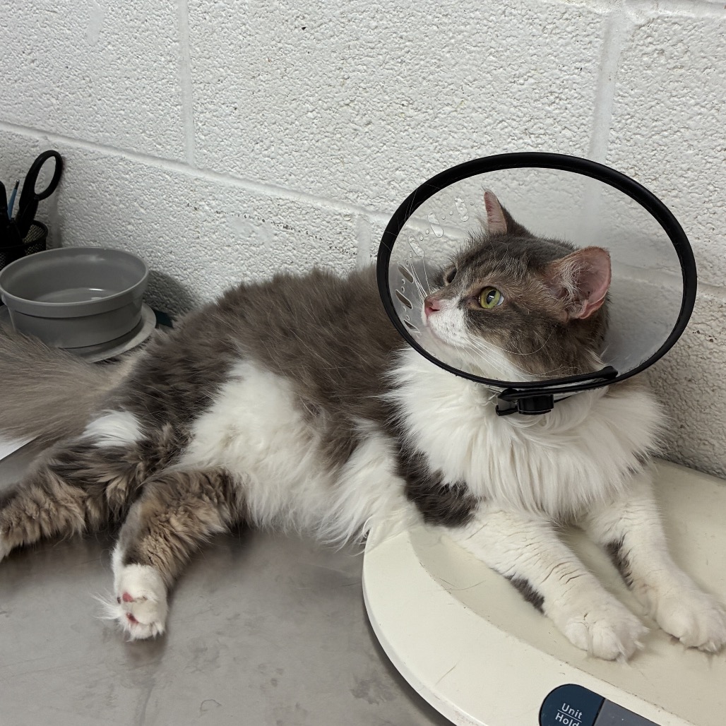 GRACIE - Domestic Shorthair available for adoption