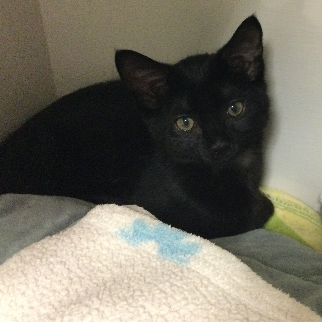 Bagheera - Domestic Shorthair