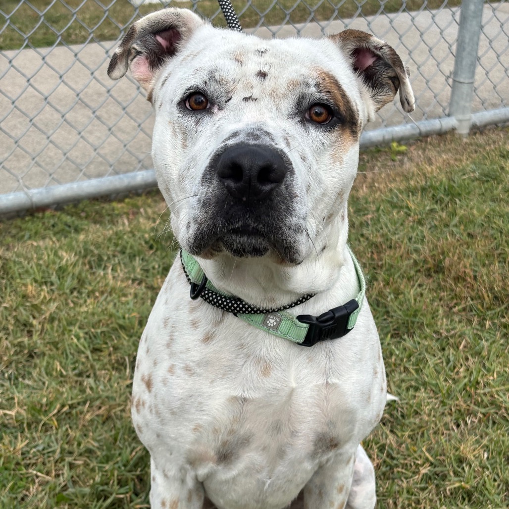 FERDINAN - Catahoula Leopard Dog / Retriever, Labrador for adoption in League City
