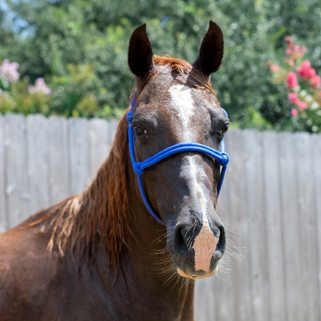 LG - Quarter Horse / Arabian available for adoption