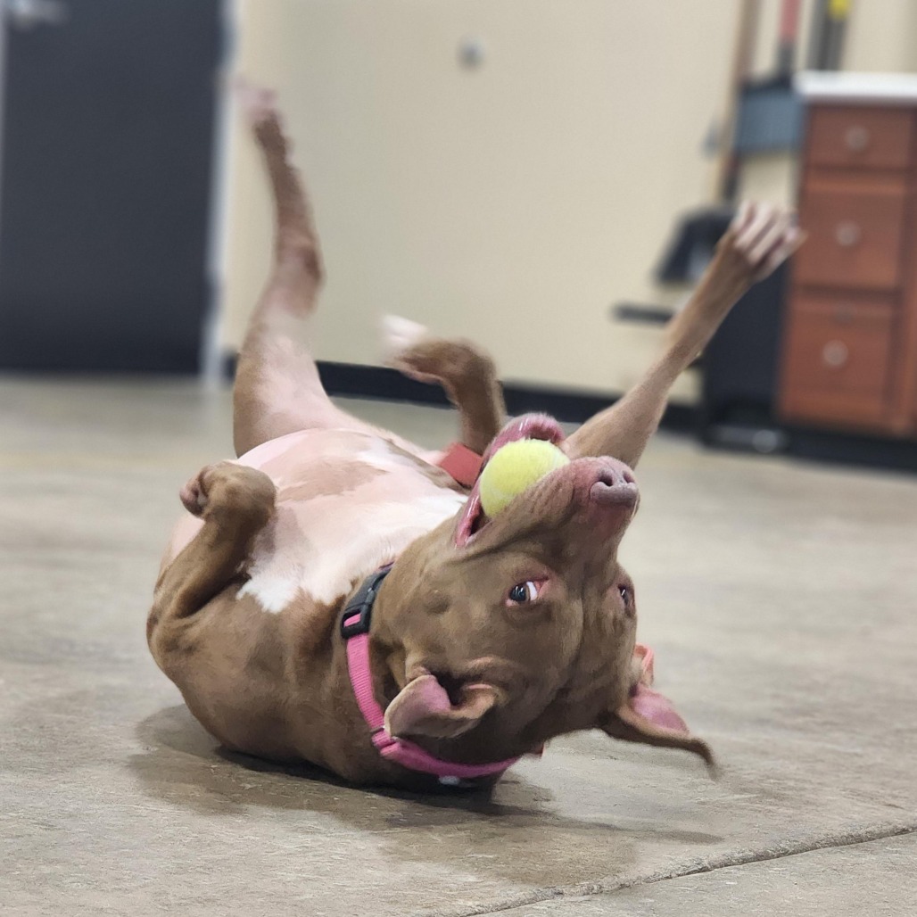 Poochie — thumbnail 2