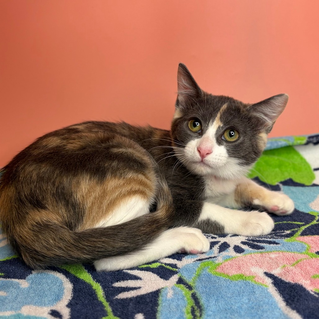 WET LEG - Domestic Shorthair available for adoption