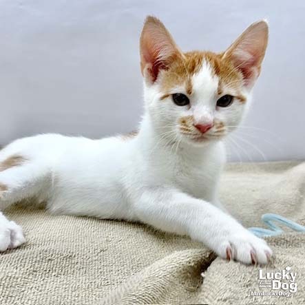 OWEN - Domestic Shorthair available for adoption