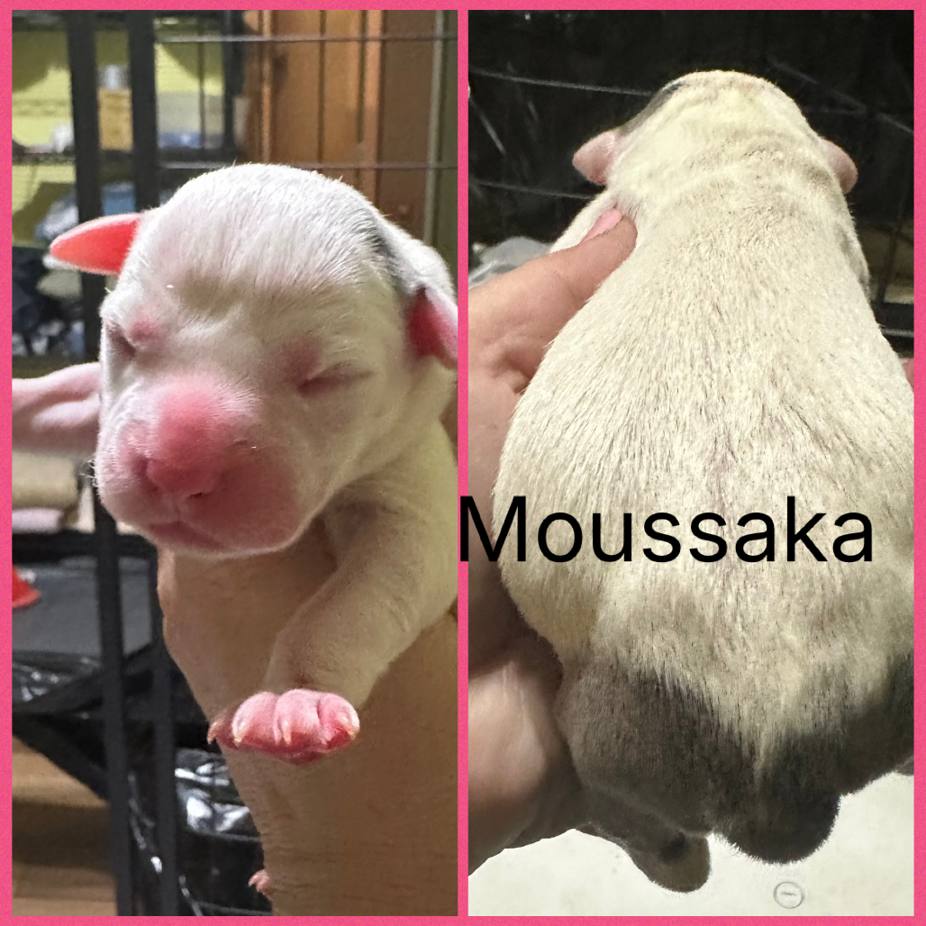 Moussaka
