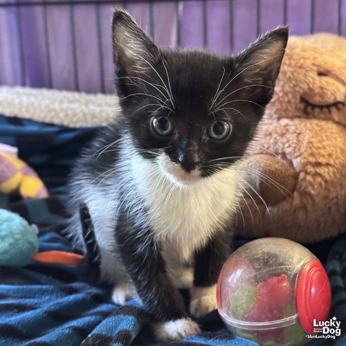 GUMBY - Domestic Shorthair available for adoption