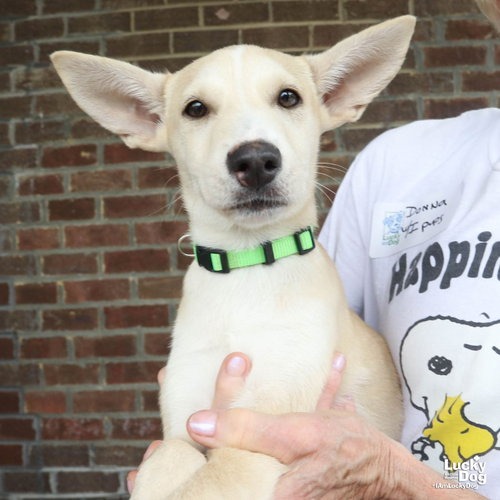 ISSA - Shepherd, Australian / Cattle Dog available for adoption