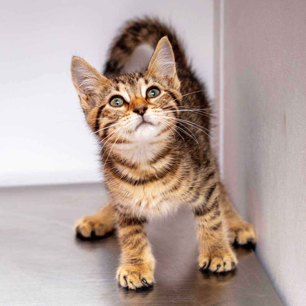 PURREY - Domestic Shorthair / Mix for adoption in Hattiesburg