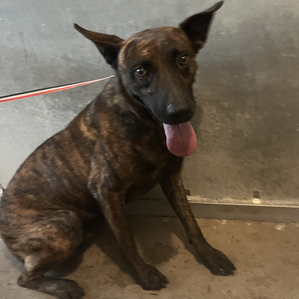 BRUCE - Shepherd available for adoption